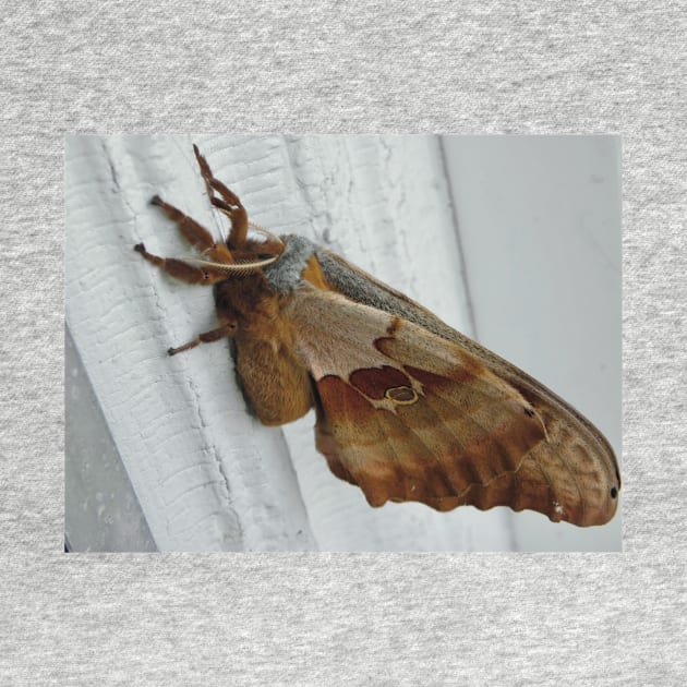 Gentle Giant Polyphemus Moth by Griffelkinn